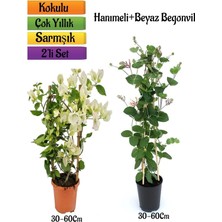 Aesco Beyaz Begonvil+ Yoğun Kokulu Hanımeli Çiçeği Fidanı 2'li Bahçe Peyzaj Seti, BTS0001NA2307
