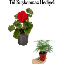 Aesco Hediyelik Kırmızı Sardunya Fidanı Öğretmenler Gününe Özel Tül Kuşkonmaz Hediyeli