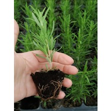Aesco Mini Boy Biberiye Fidanı Kokulu Bitki 5-15CM Potta
