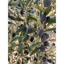 Aesco Serada Decor & Plant Trilya Zeytin Fidanı, 30-60 Cm, Bol Verimli, Tüplü Dış Mekan Bitkisi