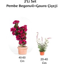 Aesco Gelin Begonvil+ Gaura Çiçeği2'li Set Dış Mekan Bitkisi (Begonvillia), BTSNU1202017