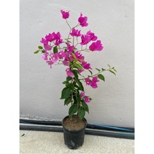 Aesco Nura Botanik Mor Sarıcılı Begonvil Çiçeği, 2 Yaş, 80-110CM, Bougainvillea