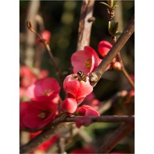 Aesco Japon Ayvası (Japanese Quince) Bol Çiçekli Süs Bitkisi Aşılı Meyve Fidanı