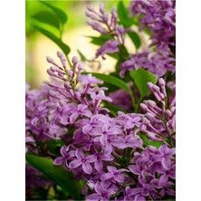Aesco Videolu Kokulu Mor Leylak Fidanı Çiçeği 1 Adet 40-60 cm Saksılı Bahçe Bitkisi (Lilac)