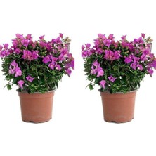 Aesco Nura Botanik Begonvil Fidesi 15-25 Cm, 2'li Set