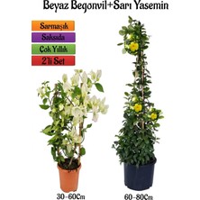 Aesco Serada Decor & Plant Beyaz Begonvil Çiçeği Fidanı + Sarı Yasemin Fidanı 2'li Bahçe Peyzaj Seti