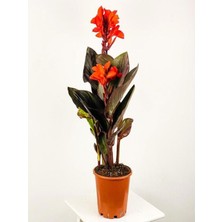 Aesco Bitkim Sende Kana Tesbih Çiçeği, Turuncu, 30-50 Cm, 1 Adet Saksılı Dış Mekan Bitkisi