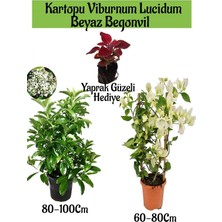 Aesco Nura Botanik Kartopu Viburnum, Beyaz Begonvil, Yaprak Güzeli Hediye Bahçe Bitkisi Seti, 3 Adet