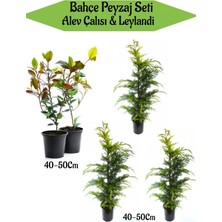 Aesco Serada Decor & Plant Bahçe Seti, 2 Adet Alev Çalısı + 3 Adet Leylandi Çam Fidanı, 40-50 cm