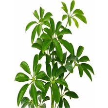 Aesco Gardenbox Schefflera Yeşil Şeflera Çiçeği, 2 Dal, 50-90 Cm, Saksılı Iç Mekan Bitkileri