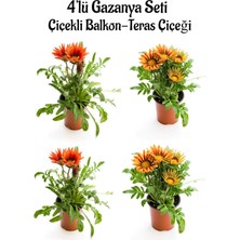 Aesco Kırmızı Gazanya 2 Adet+Turuncu Sarı Gazanya 2 Adet Saksılı 10-20CM Balkon Bitkisi, BTS0101NA1347