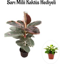 Aesco Nura Botanik Sarı Milli Kaktüs Hediyeli, Pembe Renk Alacalı Kauçuk Bitkisi, Çiçekli Bodur Bitki
