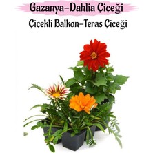 Aesco Gardenbox Kırmızı Dahlia, Turuncu-Pembe-Beyaz Gazanya Çiçeği, Balkon Çiçeği Seti, 3 Adet