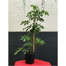 Aesco Nura Botanik Şeflera Çiçeği Bitkisi, 50-95 Cm, Saksılı, Iç Mekan Bitkileri
