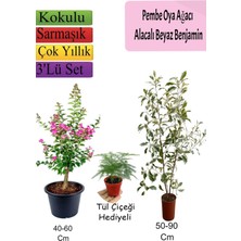Aesco Nura Botanik Pembe Oya Ağacı, Alacalı Beyaz Benjamin, Tül Çiçeği Hediyeli, 3'lü Set
