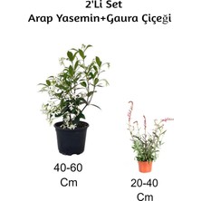 Aesco Serada Decor & Plant Arap Yasemin + Gaura Çiçeği 2'li Set, Dış Mekan Bitkisi, Çok Renkli