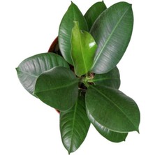 Aesco Videolu Kauçuk Bitkisi 1 Adet Saksılı/tüplü 60-90CM Ofis Salon Ev Iç Mekan Bitkisi Ficus Elastica