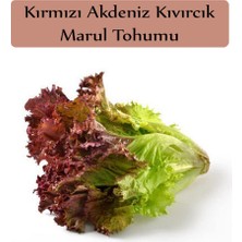 Aesco Zencefil Organik Kırmızı Marul Tohumu 1 Paket (1GR=850+ Adet) Akdeniz Kıvırcık Tohumu