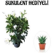 Aesco Avantajlı Kokulu Beyaz Mandevilla Sarmaşığı Sevgililer Gününe Özel Buz Çiçeği