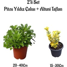 Aesco Gardenbox Pitos Yıldız Çalısı + Altuni Taflan 2'li Çit Bitkisi Seti, Saksılı, Dış Mekan Bitkileri