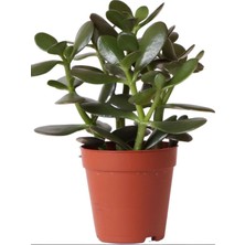 Aesco Gardenbox Mini Saksılı Canlı Para Çiçeği, Yeşim Sukulent Crassula Ovata
