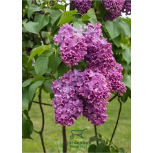Aesco Nura Botanik Mor Leylak Çiçeği Fidanı, 40-60 Cm, Saksılı, Peyzaj Bitkisi