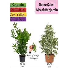 Aesco Çok Avantajlı Beyaz Alacalı Benjamin Bitkisi+ Defne Çalısı+ Buz Çiçeği Hediyeli