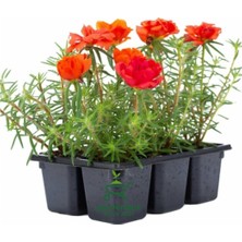 Aesco Kırmızı Renk Kedi Tırnağı Ipek Çiçeği 2 Adet Saksılı Çiçekli Bitki(Portulaca Grandiflora)