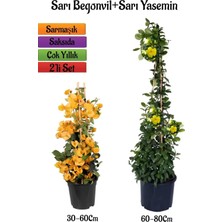 Aesco Nura Botanik Sarı Begonvil Çiçeği Fidanı + Sarı Yasemin Fidanı 2'li Bahçe Peyzaj Seti