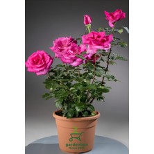 Aesco Nura Botanik Pembe Isparta Gülü, Yoğun Kokulu, 30-50 Cm, 1 Adet