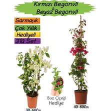Aesco Nura Botanik Kırmızı Begonvil, Beyaz Begonvil, Buz Çiçeği 3'lü Peyzaj Seti, 30-80CM