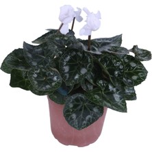 Aesco Serada Decor & Plant Cyclamen Persicum Saksı'da Beyaz Renk, Iran Siklameni, Hediyelik Çiçek
