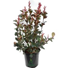 Aesco Bahçe Çit Bitkisi Evgenya Çalısı 40-60CM Saksılı