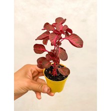 Aesco Serada Decor & Plant Çingene Şalvarı Çiçeği, 5-15 Cm, Saksılı, Iresine Herbstii