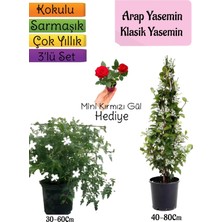 Aesco Bitkim Sende Arap Yasemini, Klasik Yasemin, Telgraf Çiçeği 3'lü Bahçe Seti