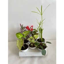 Aesco Serada Decor & Plant 6'lı Bitki Seti, Melek Kanadı, Aşkın Göz Yaşı, Hedera, Kırmızı Milli Dikenler Tacı, Pilea, Japon Şemsiyesi