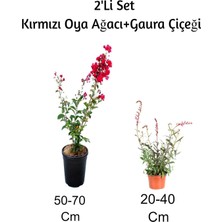 Aesco Nura Botanik Kırmızı Oya Ağacı + Gaura Çiçeği 2'li Set, Dış Mekan Bitkisi