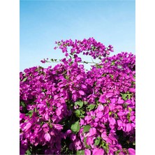 Aesco Nura Botanik Mor Begonvil Çiçeği Fidanı, 20-40CM, Saksılı, Purple Bougainvillea