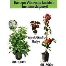 Aesco Nura Botanik Kartopu Viburnum, Kırmızı Begonvil, Yaprak Güzeli Bahçe Bitkisi Seti, 3 Adet