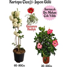 Aesco Serada Decor & Plant Kartopu Çiçeği, Pembe Japon Gülü, Kırmızı Gazanya Saksılı Bahçe Seti, Çok Renkli