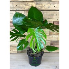 Aesco Gardenbox Monstera Deliciosa Deve Tabanı, 30-60 Cm, Yeşil
