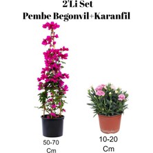 Aesco Serada Decor & Plant 2'li Set Pembe Begonvil + Karanfil Dış Mekan Bitkisi