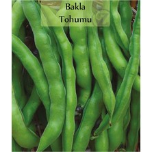 Aesco Zencefil Organik Bakla Tohumu 1 Paket (25 Gr=20+ Adet) Yerli Bakla Tohumu