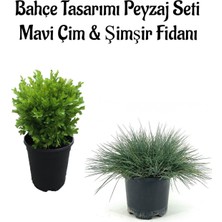 Aesco Nura Botanik Mavi Çim ve Çalı Şimşiri Bahçe Seti, 2 Adet Saksılı Bitki