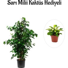 Aesco Nura Botanik Benjamin Bitkisi, Yeşil, Hediyelik, Sarı Milli Kaktüs Hediyeli