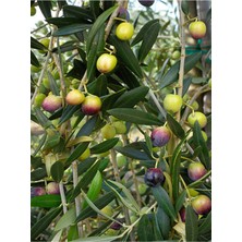Aesco Nura Botanik Trilya Zeytin Fidanı, Yüksek Verimli, 30-60 Cm, Tüplü, Çok Renkli