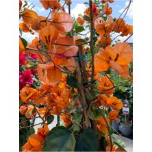 Aesco Turuncu Begonvil (70 90 Cm)1 Adet Saksılı/tüplü Bahçe Bitkisi Bougainvillea