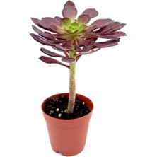 Aesco Aeonium Arboreum Var. Atropurpureum (Sukulent)