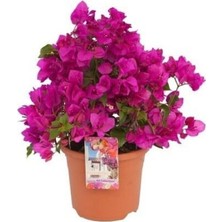 Aesco Nura Botanik Canlı Mor Begonvil Bitkisi, 15-30CM Saksılı, Bodur Bougainvillea Seedling
