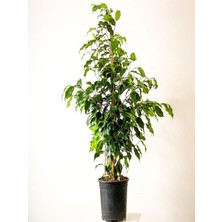 Aesco Gardenbox Benjamin Çiçeği Danielle, Saksılı, 60-100 Cm, Iç Mekan Bitkisi